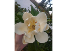 P 20170629 194153.jpg