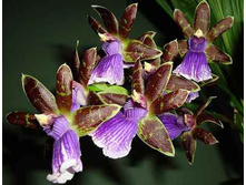 ����������� �������