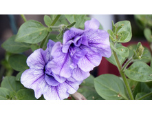 ������� Tumbelina Priscilla