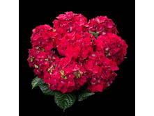 ��� �����