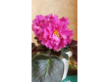 ��������- ������ �������