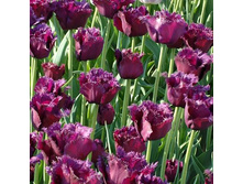 �������� ����������� ���-���� ���. ����.jpg