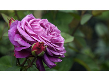 ����� ����