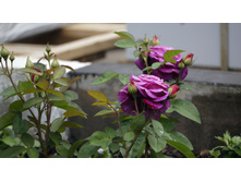 ����� ����