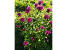 IMG 20170718 173615.jpg