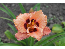 ������ �������������.JPG