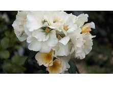 Sally Holmes (�����)