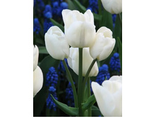 ������� �������������� ��-�� ����-���� ���. ����..jpg