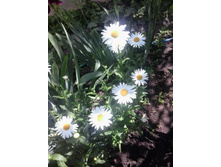 2017-06-20 14.30.12.jpg