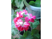 2016-05-11 18.08.33.jpg