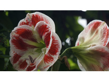 ��������� ������