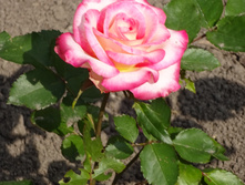 �� "������"