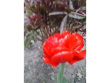 2017-05-16 17.47.45.jpg