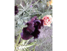 2017-05-22 18.07.31.jpg