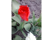 2017-05-16 17.44.44.jpg