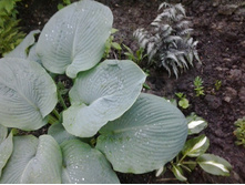 2017-06-19 20.26.04.jpg