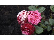 ����� ������