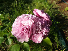 IMG 20170718 173257.jpg