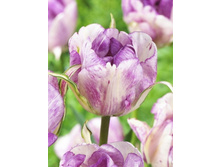 �������� �������� ������� ��-�� ��-��� 146,3 ���. ��. (� �������� 7 ��.). ������ �� 45 ��. ������� ������ �� 10 ��..jpg