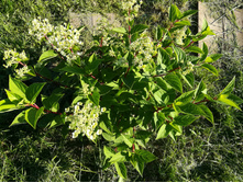 IMG 20170718 173543.jpg