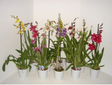 ������� ���� ....