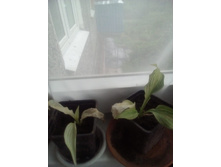 IMG 20170706 122849.jpg