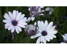 ������������ ����� � �������