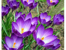 ��-��-�� ��-������-���� ��-�� ��-��� 49 ���. ��. (� �������� 10 ��.). ������ 10-15 ��. ������� ������ 3 ��..jpg