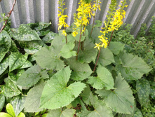 ���������. � �������� jpg