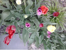 2016-05-01 15.58.36.jpg