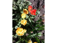 2017-05-07 14.06.41.jpg