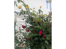 IMG 20170707 175423.jpg