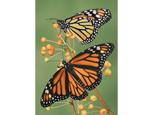 ������� 27�38 Ag 3446.jpg