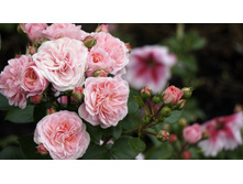 ���������� Bailando