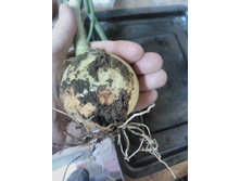 IMG 20170712 191609.jpg