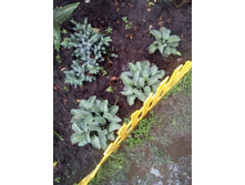 ����� ��� ���� 150�.