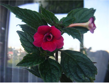 �������� Night Fall