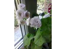 2016-06-12 15.29.58.jpg