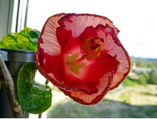 IMG 20170623 173858 HDR.jpg