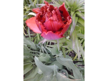 2017-05-16 17.46.18.jpg