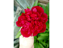 IMG 20170626 163037 HDR.jpg