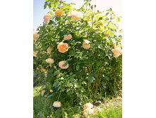 DSC 0550.JPG
