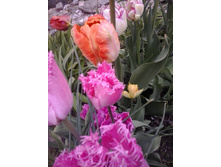 2017-05-16 17.46.42.jpg