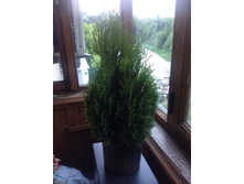 ��� �������� �����