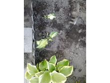 2017-06-09 20.06.19.jpg