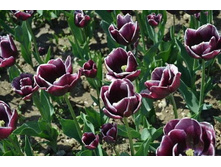 ������� ����� ������ ����-����� ���-��� ���. ����..jpg