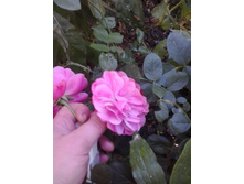 2015-09-24 15.33.59.jpg