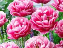 �������� �������� ������ ��-����� ���. ����.jpg