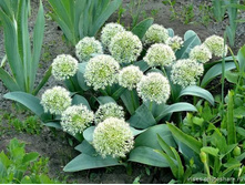 .��� � ����.jpg