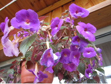 ���� 001.jpg